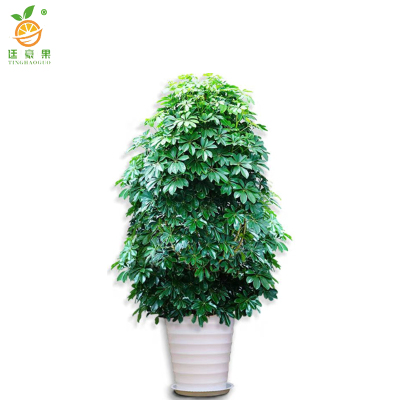 廷豪果 黄金发财树 高1.5米左右 /棵