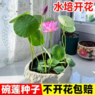 [补贴10%]水培碗莲种籽子四季睡莲荷花水养植物种藕缸养盆栽铜钱草草籽种孑