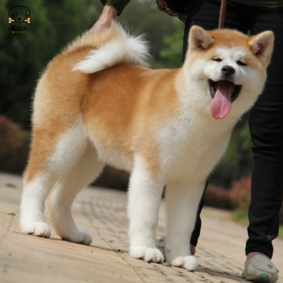 麦比佳 秋田犬幼犬 狗狗活体纯种双血统级大型犬秋田宠物狗 大骨架赛级高品质日系秋田看家护院 忠犬八公狗视频挑选