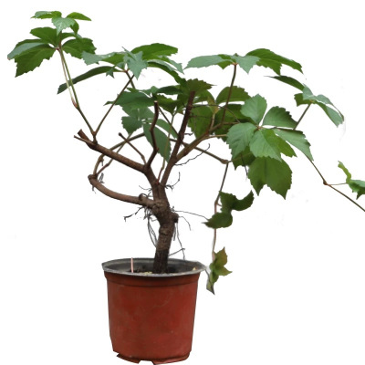 诚智旺 爬山虎 两年生/束