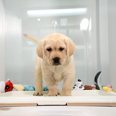 【点点宠物】宠物狗狗拉布拉多犬幼犬 纯种血统级短毛拉布拉多导盲犬 赛级大骨架高智商拉布家养宠物狗狗 可视频挑选包健康