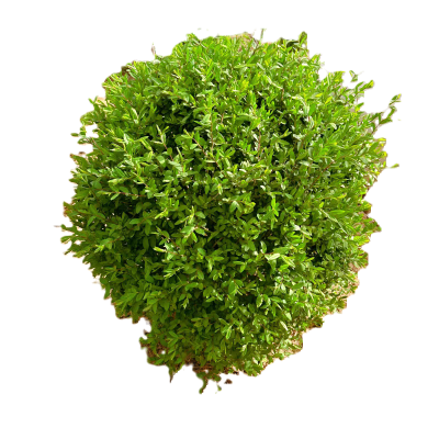 诚智旺 水蜡球 冠幅120cm /棵