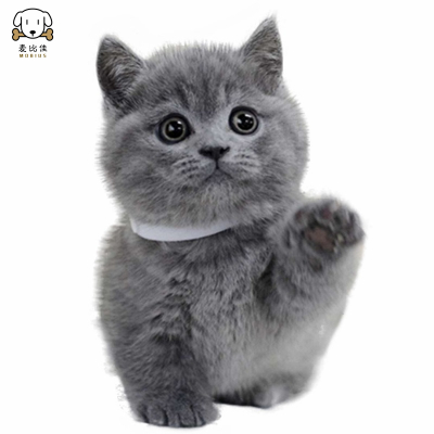 麦比佳 英短蓝猫 矮脚猫蓝胖子 纯种网红曼基康矮脚蓝猫 双血统级英国短毛猫英短蓝猫活物宠物猫咪幼崽疫苗驱虫公母有视频挑选