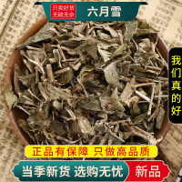 甄选六月雪100克正品货白马骨路边金满天星另售金银花9260