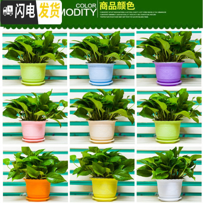 三维工匠波浪花边莲花盆塑料树脂仿陶型大花盆多肉绿萝花盆可水培送托盘 混色[开孔留言] 3个大号+3个中号+3个小花盆容器