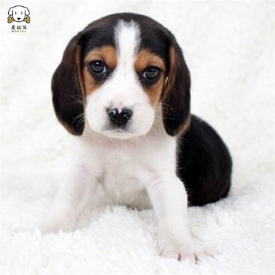 麦比佳宠物比格狗狗活体 花色比格犬幼犬纯种血统级比格短毛米格鲁猎兔犬比格猎狗高智商家养中小型犬视频挑选