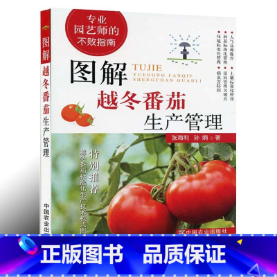 [正版]图解越冬番茄生产管理 专业园艺师的不败指南 越冬番茄对土壤的要求种苗标准化管理 番茄田间管理番茄种植生产技术指
