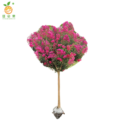 廷豪果 紫薇花 1.5米 /棵