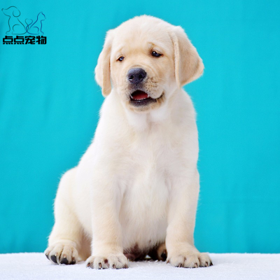[点点宠物]宠物狗狗纯种拉布拉多犬幼犬 血统级拉布拉多 短毛家养健康宠物狗 高智商导盲犬黄色奶白色黑色可视频挑选