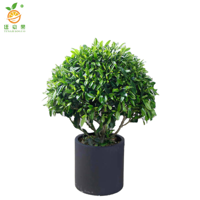 廷豪果 非洲茉莉球 高60cm /棵