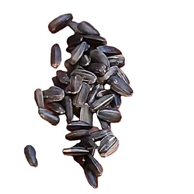 诚智旺 玩具熊向日葵花籽 500g /袋