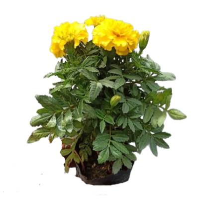 诚智旺 万寿菊 黄色/株