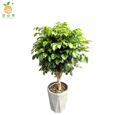 廷豪果 幸福树盆栽 XZ-1465# /盆