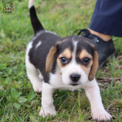 麦比佳宠物 比格犬幼犬 宠物狗比格犬狗狗活体纯种双血统短毛猎兔犬比格鲁中小型高智商家庭犬比格打猎狗 视频挑选包健康