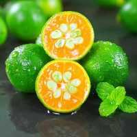 [熊猫鸟]海南青金桔新鲜水果 净重2.5斤 青金桔柠檬 单果6-12g 小青柑奶茶搭档橘子