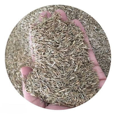 诚智旺 高羊茅草籽 净籽/千克