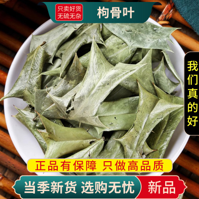 枸骨叶100克干货狗枸骨刺八角刺猫刺八角刺羊角刺树叶9260