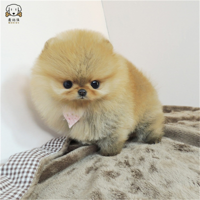 麦比佳 狗狗活体 纯种博美犬幼犬活体宠物狗狗哈多利系球体博美狗 玩具型博美犬茶杯犬长不大博美日系俊介犬 视频挑选