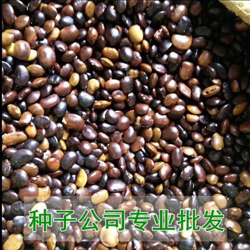 国槐种子新采国槐树籽笨槐家槐树去皮净种子树种子林木种子