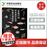 500种中国常见海洋鱼类快速识别图鉴 梁振林孙鹏 海洋生物分类和识别的工具书了解海洋生物科普类图书初步认识海洋生物 农业
