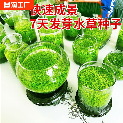 [补贴10%]鱼缸水草种子生态造景套餐植物种籽孑水培阴性真草盆栽装饰牛毛