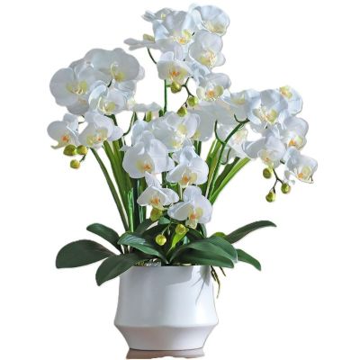 诚智旺 蝴蝶兰 6-7株 /盆