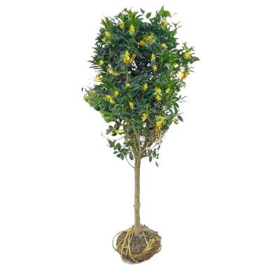 诚智旺 金桂花树 粗6公分高2.4米/棵