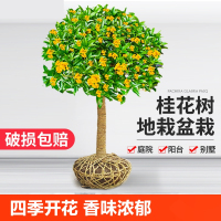 [补贴10%]桂花树苗盆栽四季桂室内植物庭院盆景地栽花卉大树耐寒好养不怕