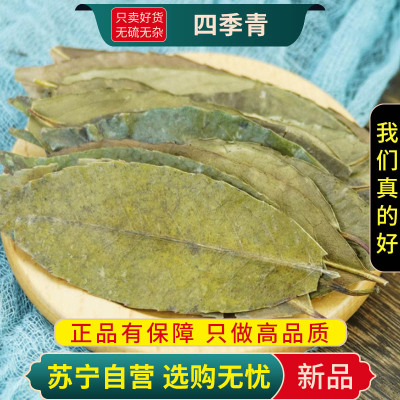 甄选四季青100克干货煮水泡茶红冬青叶冻青冬青叶正品新货四季青叶