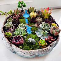 [补贴10%]多肉花盆陶瓷大口径特价清仓套装组合拼盘大号粗陶盆桌面花园