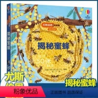 尤斯伯恩揭秘低幼版 揭秘蜜蜂 [正版]尤斯伯恩揭秘系列儿童翻翻书低幼版揭秘蜜蜂幼儿园认知小百科全书撕不烂宝宝绘本婴儿启蒙