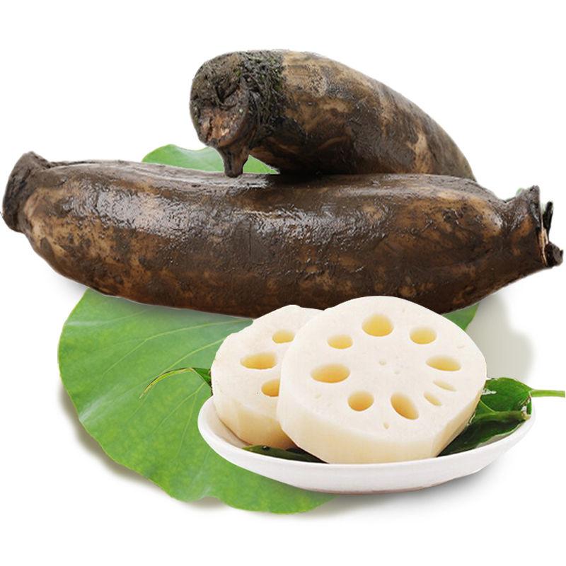 莲藕泥藕新鲜现挖粉甜煲汤脆甜小炒农家蔬菜 3斤 莲藕尾节