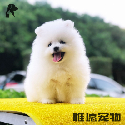 狗狗博美价格 狗狗博美最新报价 狗狗博美多少钱 苏宁易购