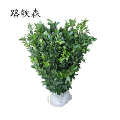 路轶森 东青苗高30-40cm 棵
