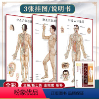 [正版]1m*0.5m3张 针灸穴位挂图全彩彩图版 正面侧面背面三张全开本耳穴足穴 靳士英人体穴位中医学经络腧穴学书籍
