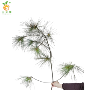 廷豪果 马尾松 高80-100cm /棵