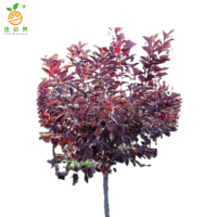 廷豪果 红叶李球 冠幅50cm /棵