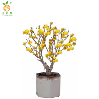 廷豪果 腊梅 2公分粗60-80cm高 /棵