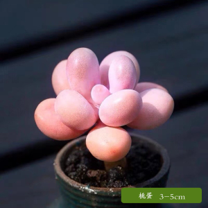 [补贴10%]多肉植物组合盆栽好养套装花卉小盆栽懒人植物老桩桌面法师不需