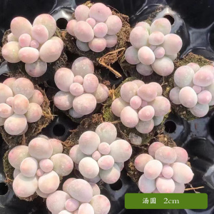 [补贴10%]多肉植物组合盆栽好养套装花卉小盆栽懒人植物老桩桌面法师不需