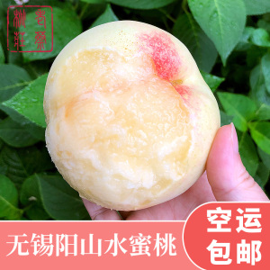 [空运发货]正宗江苏无锡阳山水蜜桃 单只5-6两8只装 阳山镇发货 可撕皮滴水软桃 新鲜水果 老蔡桃庄现摘现采现发