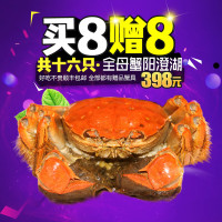 买8只送8只!澄湖之心阳澄湖大闸蟹 实物鲜活螃蟹 母蟹2.5-2.8两共16只