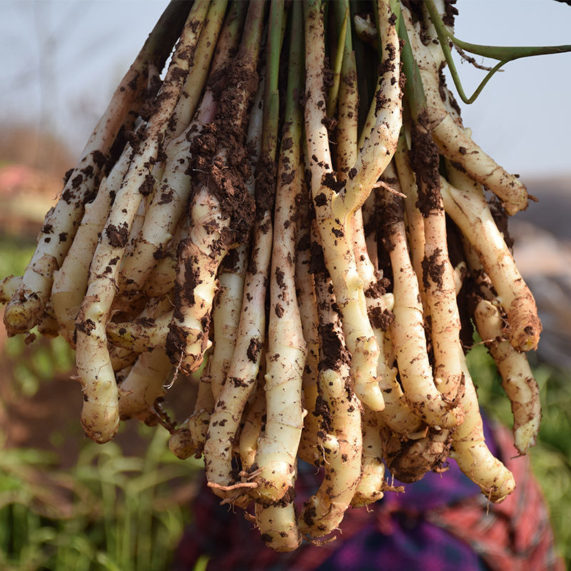 赛卡伊 现挖农家嫩仔姜当季新鲜蔬菜醋泡姜小仔姜嫩姜生姜芽子姜1/3/5