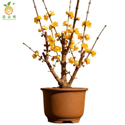 廷豪果 腊梅 2公分粗60-80cm高 /棵