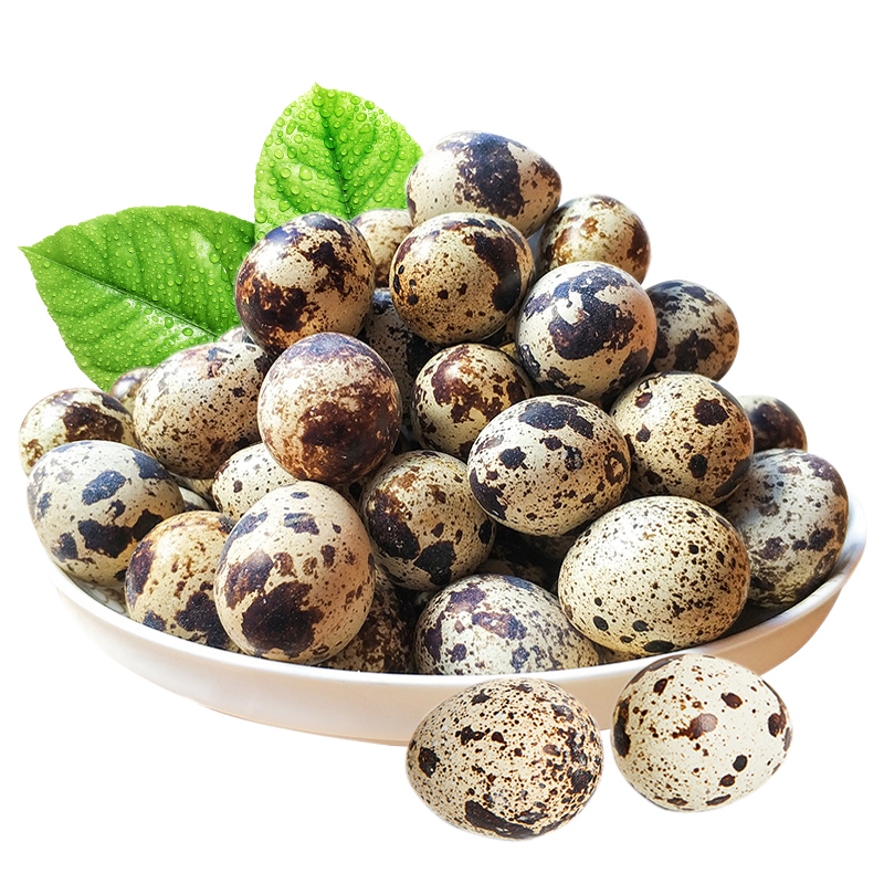 新鲜散养生鹌鹑蛋200枚 破损包赔 鹑鸟蛋 生鲜蛋 非鸡蛋鸭蛋鹅蛋变蛋