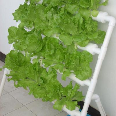 家庭阳台种菜管道式水培无土栽培设备自动浇灌蔬菜花卉种植机单面梯（带蓝色水箱）中等