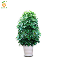 廷豪果 黄金发财树 高1.5米左右 /棵