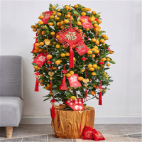 蜂花壹号-Z761年橘90-110CM高度左右