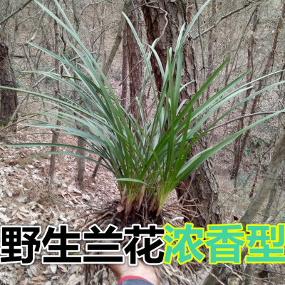 兰花苗带花苞下山春兰客厅常青植物绿植蕙兰草室内盆栽花卉浓香型