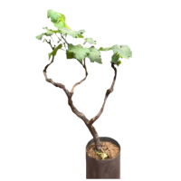 诚智旺 葡萄树 飓风无核白3-5年 棵